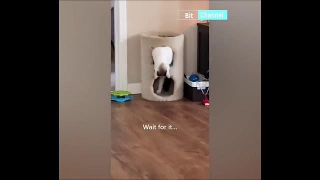 Тик-ток подборка ржачного видео с животными 2023. Плакал от смеха смотреть онлайн