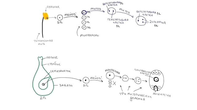 Жизненный цикл покрытосеменных | БИОЛОГИЯ ЕГЭ | Лина Клевер смотреть онлайн