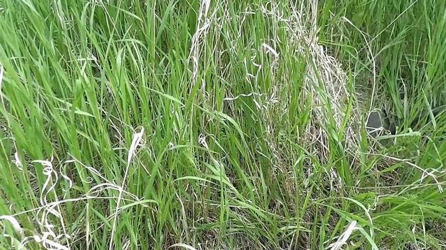 Подъём железа, со дна реки ! Железокопы. смотреть онлайн