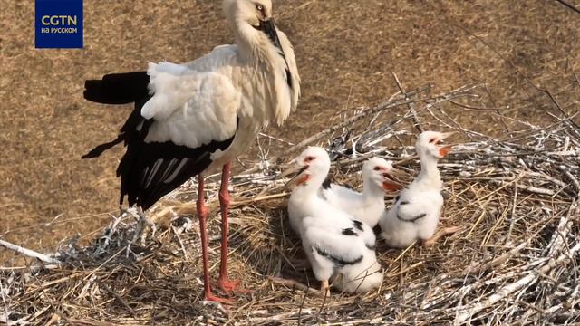 Птицы дельты реки Хуанхэ смотреть онлайн