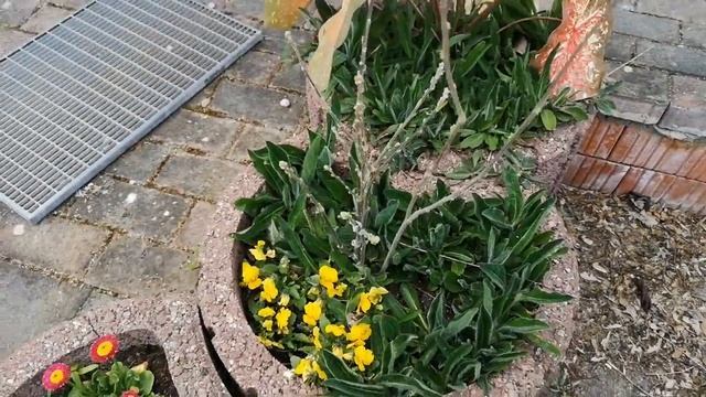 Зверьё моё: собаки Ласка и Белка. Пеку хлеб в хлебопечке. смотреть онлайн