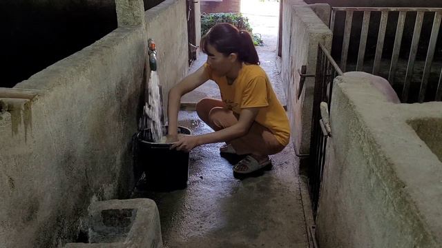 Pig care. Make pig food from sweet potato vegetables. (Episode 72). смотреть онлайн