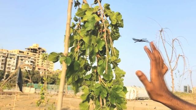 Karachi Sea View Plantation || Clifton Urban Forest || Clifton Green Beach смотреть онлайн