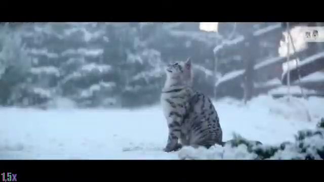 Whiskas — «Новогодние волшебники (Full Story)» в 8х быстрее | PRO Рекламу смотреть онлайн