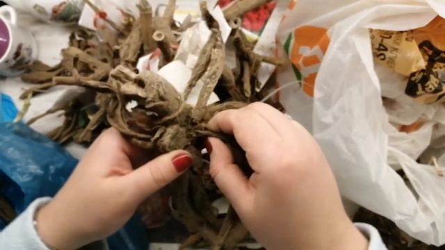 Хранение клубней георгин в квартире зимой. Мой опыт. Обзор клубней. смотреть онлайн