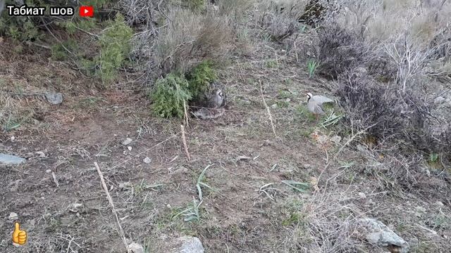 Шикор Охота на Кеклик Куропатка Keklik sesi Keklik avi Partridge hunting Kabk shikar смотреть онлайн