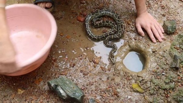 Best Fishing in Hole By Python | How To Catch Unique Fish | Python Catch Big Fish From Hole #010