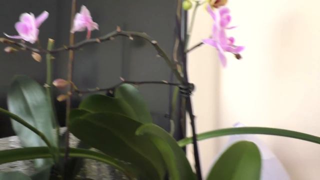 Мои орхидеюшки! 💖 Часть 3. смотреть онлайн