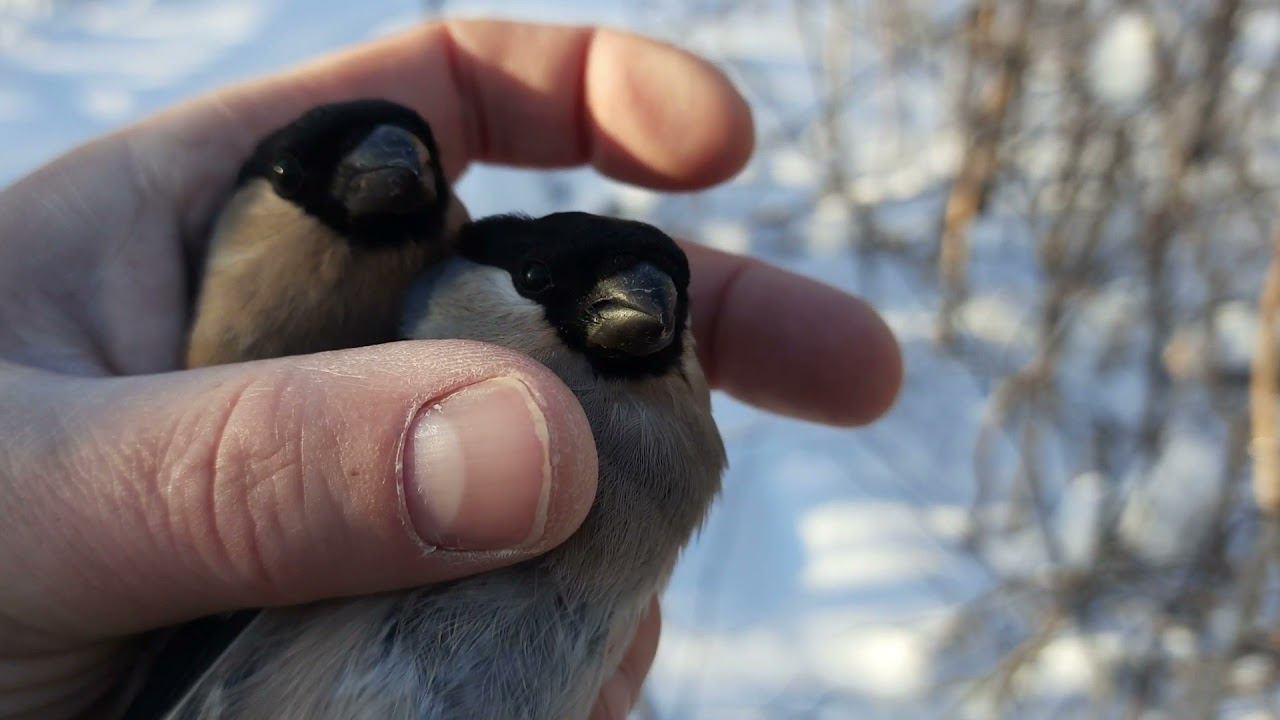Ловля птиц 12.1.2022 год. смотреть онлайн