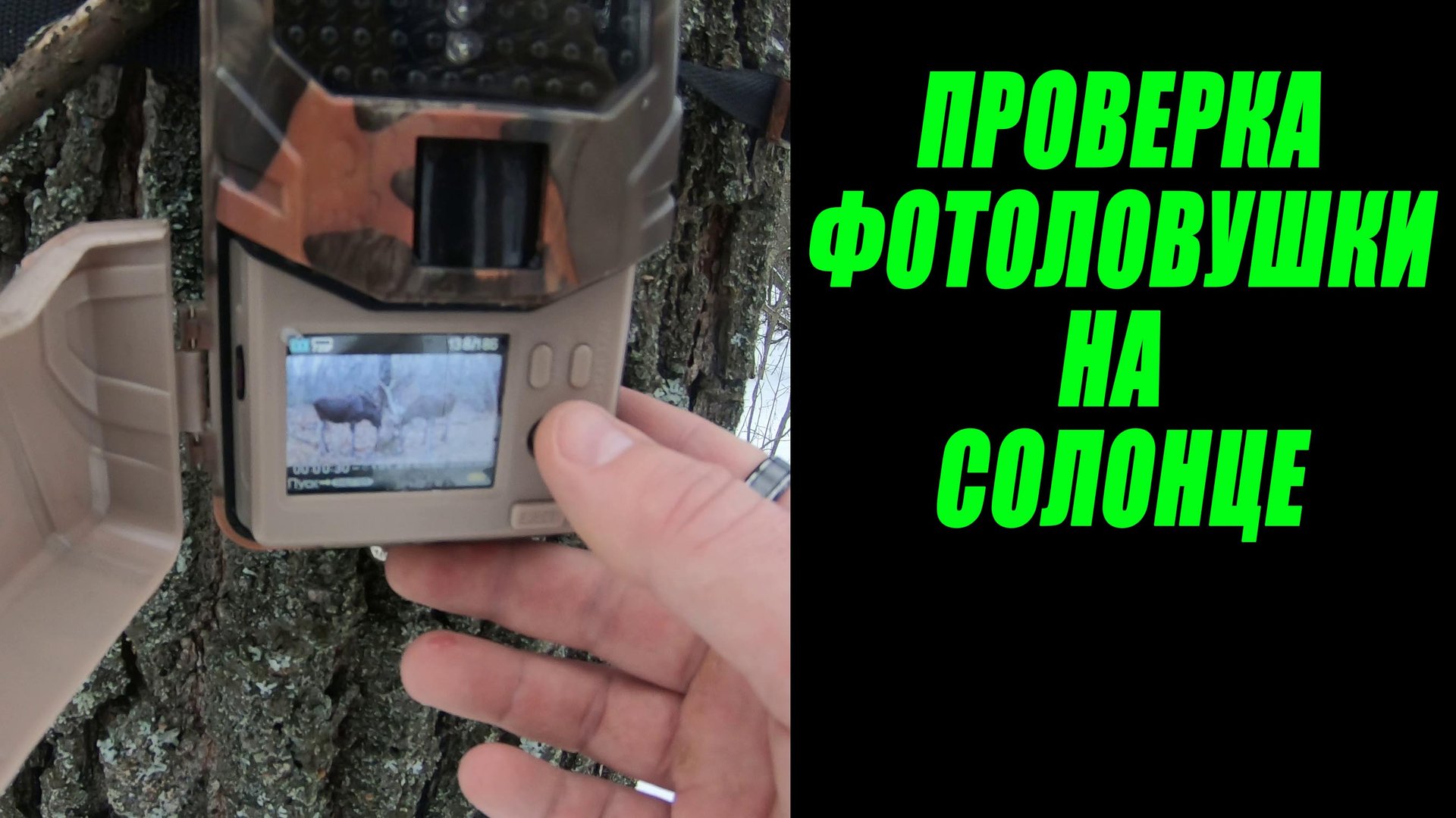 Проверка фотоловушки 02.12.2023 / Фотоловушка в лесу смотреть онлайн