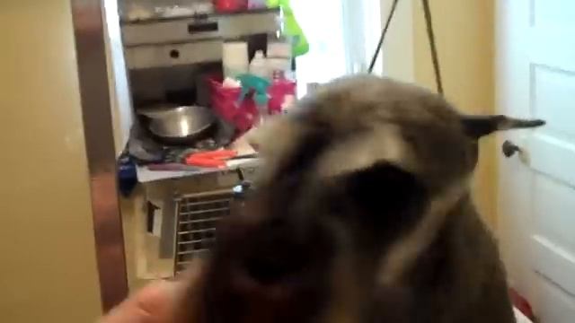Trimming Miniature Schnauzer Eyebrows For Show