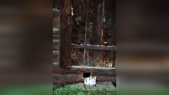 Музей деревянного зодчества "Костромская слобода" смотреть онлайн