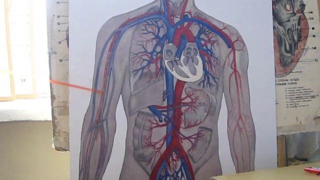 Артериальная система (ЗБМК) смотреть онлайн