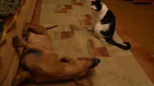 Пёс и Кот. (Чарли и Томас)