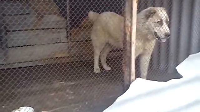 Азиат по кличке БЕК смотреть онлайн