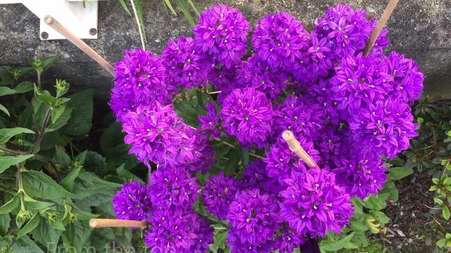 Campanula "Superba” Clustered Bellflower - In Bloom - July 7 смотреть онлайн