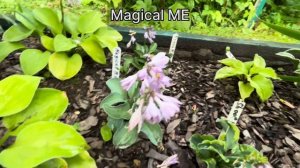 Хосты в саду 2023