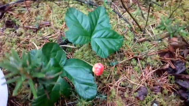 Морошка часть 2 смотреть онлайн