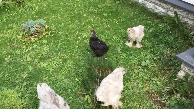 Куры породы Кохинхин. Обитатели Выставки частного домостроения. Каширское шоссе. Москва. 28.08.22г. смотреть онлайн