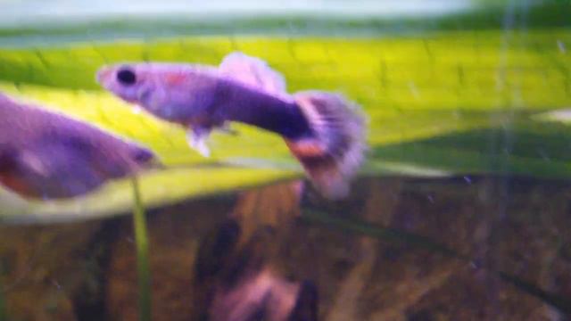Free guppy fry (Avannotti di guppy "liberi" nell'acquario di GAETANO DA TRANI) смотреть онлайн