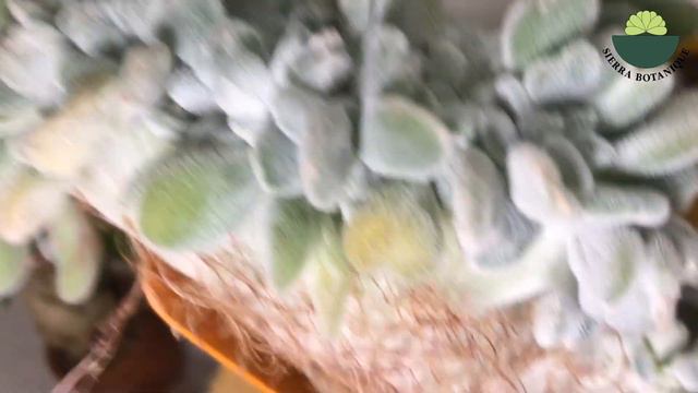 Echeveria Pulvinata Frosty Cristata / Bakım Çoğaltma Türleri - Sukulent #sierrabotanique