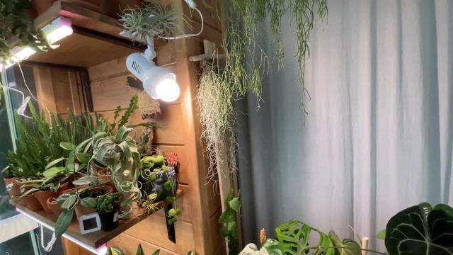 Мои лампы для комнатных растений / Досветка растений смотреть онлайн