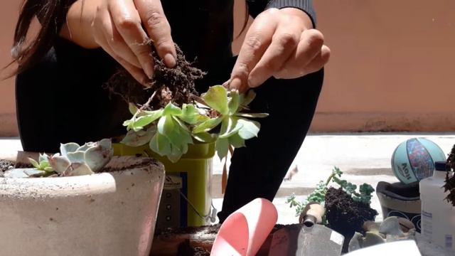 Rescatando a mis suculentas/el granizo destrozó a mis plantas😭😭 смотреть онлайн