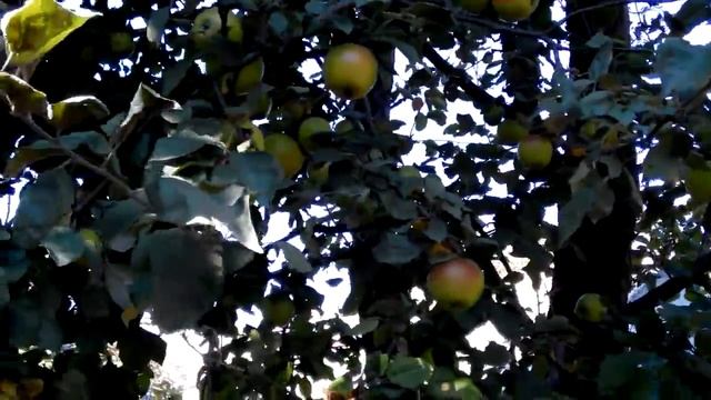 Сорт яблок.Очень урожайный старый сорт.