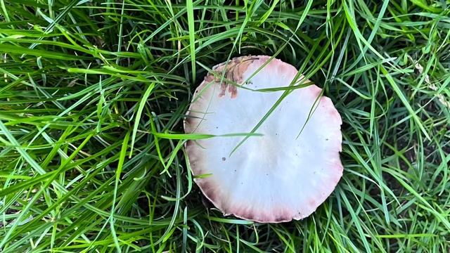 Стих: обличения смотреть онлайн