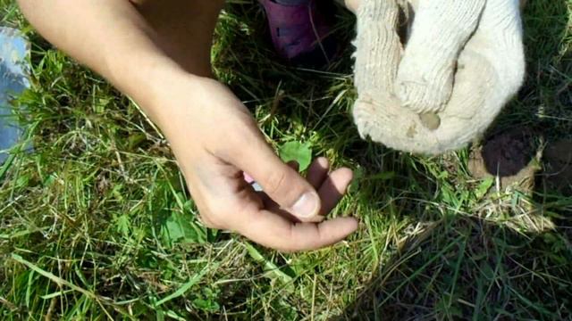 ВОТ ЭТО КОП!!!ЗОЛОТО,СЕРЕБРО,МЕТЕОРИТ,КРЕСТЫ,ПЯТАК!!! смотреть онлайн