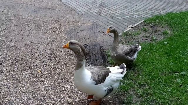 Москва. Гуси из усадьбы Покровское-Стрешнево смотреть онлайн
