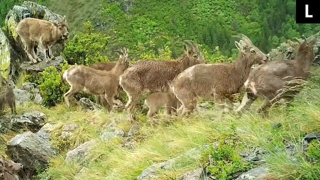 Горный козел спас своё дитя / The mountain goat saved his child смотреть онлайн