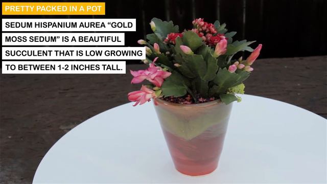 Pretty In Pink смотреть онлайн