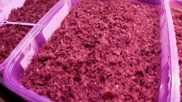 Каким способом лучше сеять семена/Делаем вывод 20г#57 смотреть онлайн