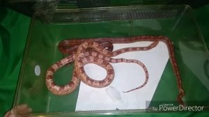 Распаковка змей. Приехали новые Маисовые полоза.