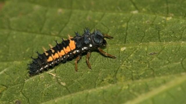 божья коровка презентация СКАЗКА смотреть онлайн