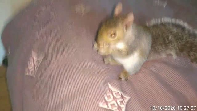 ИНСТРУКЦИЯ ПО ВЫКАРМЛИВАНИЮ МАЛЕНЬКИХ БЕЛЬЧАТ. Часть 2. Понос у бельченка.