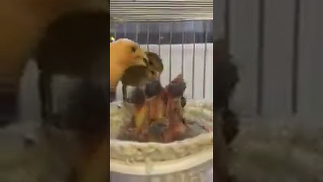 My canaries (apricot and kiwi) and their chicks Мои канарейки абрикос и киви, ихние птенцы, Армениа смотреть онлайн