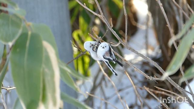 Hokkaido Japan in winter 2020. смотреть онлайн