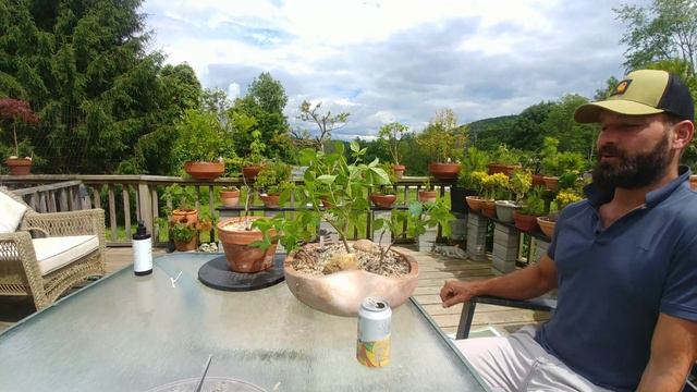 African Baobab Bonsai - 4 years old - Most Difficult Tree to Grow смотреть онлайн