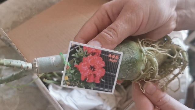 #Адениумы #Распаковка_посылки #НовыеСорта #Адениум_подарок. смотреть онлайн