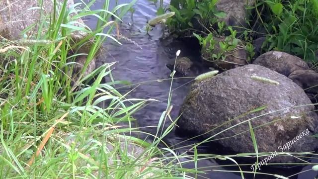 КРАСИВЫЙ Лесной Ручей Журчание Воды со Звуками Природы СЛУШАЙТЕ ПРИРОДУ и Пение Птиц ? ? смотреть онлайн