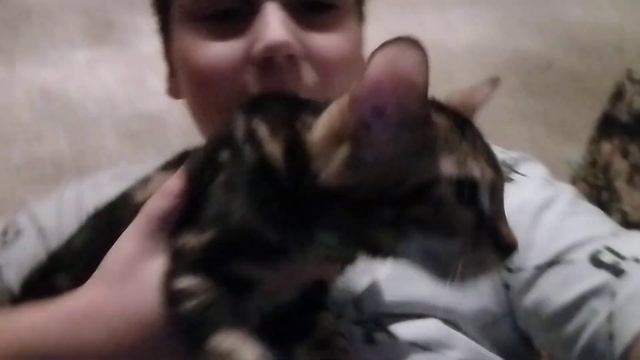 Напишите в комментах Как у вас ведут себя домашние животные смотреть онлайн