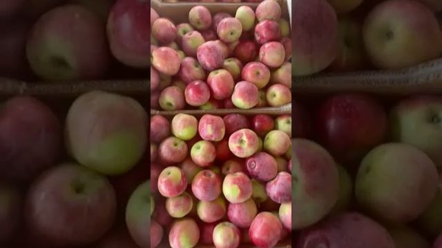 КУБАНСКОЕ ЯБЛОКО ? СОРТ ЛИБЕРТИ ПРОДАЖИ ОПТОМ ФРУКТЫ ОВОЩИ ФИНИКИ ЮГИМПОРТ КРАСНОДАР ИРАН СИРИЯ смотреть онлайн