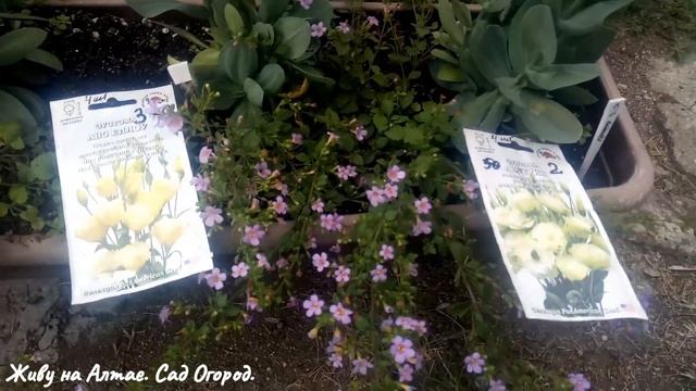 Цветение Эустомы в июле сезон 2021 смотреть онлайн