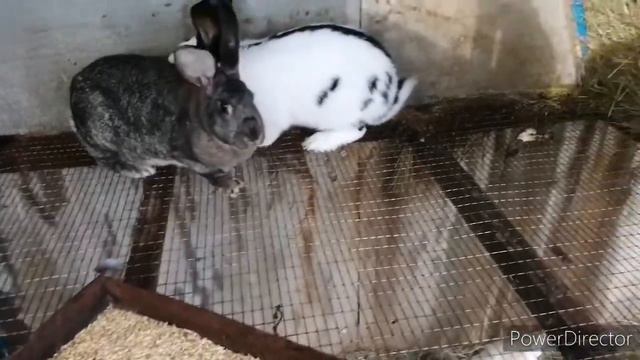 Случка кроликов. 🐰🐰🐰 смотреть онлайн