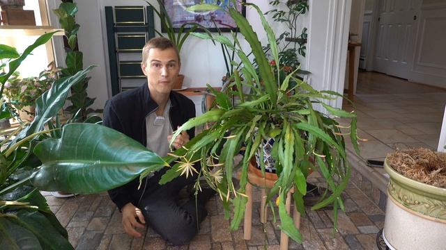 FLOWERING ORCHID CACTUS - Epiphyllum & Disocactus Growing Tips To Get Orchid Cactus To Bloom