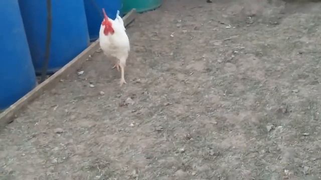 Кросс кур - Ломан Уайт / Часть 7 / Первые морозы и яйценоскость + немного о другой птице. смотреть онлайн