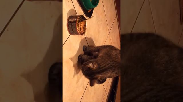 Кошка ест лапой Часть 2 смотреть онлайн
