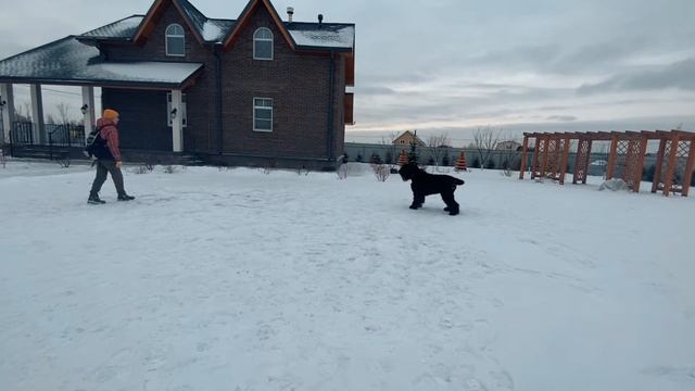 Фрагмент дрессировки русского черного терьера смотреть онлайн
